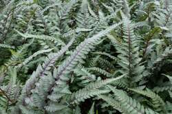 FERN, Japanese Painted Regal Red