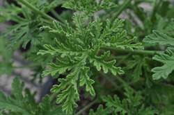 GERANIUM, Old Fashion Rose