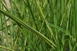 Grass-CALAMAGROSTIS a. Overdam