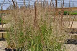 Grass-CALAMAGROSTIS a. Overdam