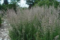 Grass-CALAMAGROSTIS a. K. Foerster