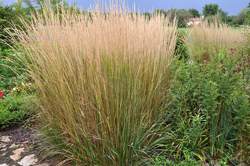 Grass-CALAMAGROSTIS a. K. Foerster