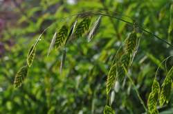 Grass-CHASMANTHIUM latifolium
