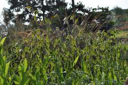 Grass-CHASMANTHIUM latifolium