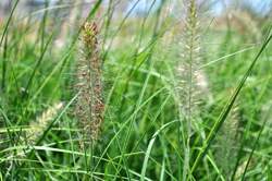 Grass-PENNISETUM a. Hameln