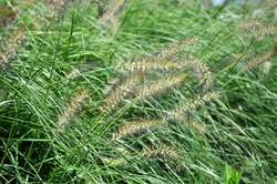 Grass-PENNISETUM a. Hameln