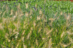 Grass-PENNISETUM a. Hameln