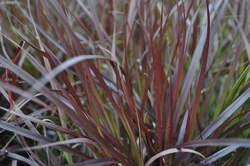 Grass-PENNISETUM s. Rubrum