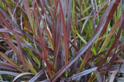 Grass-PENNISETUM s. Rubrum