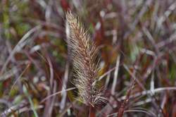 Grass-PENNISETUM s. Rubrum