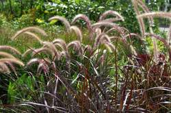 Grass-PENNISETUM s. Rubrum