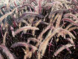 Grass-PENNISETUM s. Rubrum