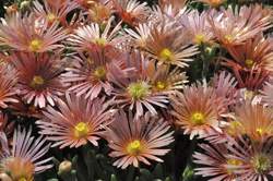 DELOSPERMA Mesa Verde® PP13876