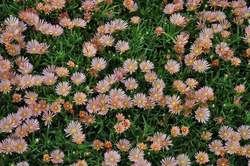 DELOSPERMA Mesa Verde® PP13876