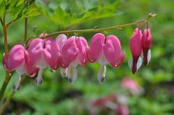 DICENTRA spectabilis