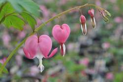 DICENTRA spectabilis