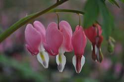 DICENTRA spectabilis
