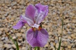 IRIS s. Pink Haze