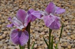 IRIS s. Pink Haze