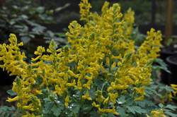 CORYDALIS Canary Feathers PP18909