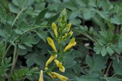 CORYDALIS Canary Feathers PP18909