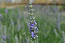 LAVANDULA x int. Provence