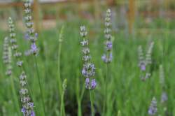 LAVANDULA x int. Provence