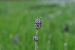 LAVENDER, Lady