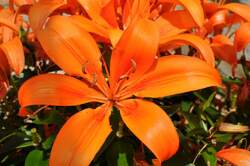 LILY, GARDEN Orange