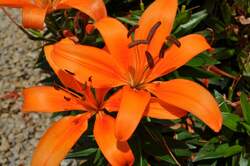 LILY, GARDEN Orange