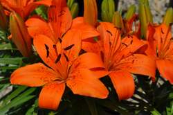 LILY, GARDEN Orange