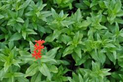 LYCHNIS chalcedonica