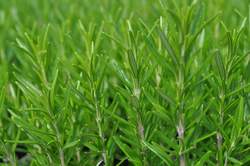 ROSEMARY, Barbecue