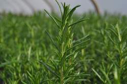ROSEMARY, Barbecue