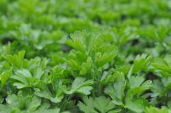 PARSLEY, Italian