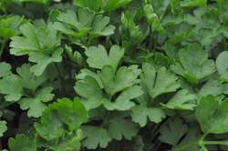 PARSLEY, Italian