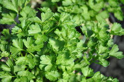 PARSLEY, Italian