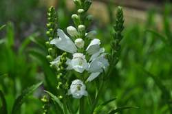 PHYSOSTEGIA v. Miss Manners PP12637