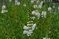 PHYSOSTEGIA v. Miss Manners PP12637