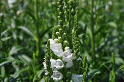 PHYSOSTEGIA v. Miss Manners PP12637