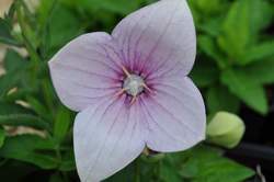 PLATYCODON g. Astra Pink