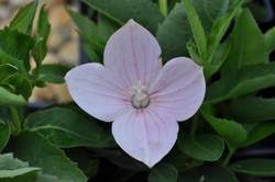 PLATYCODON g. Astra Pink