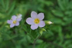 POLEMONIUM car. Apricot Delight