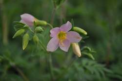 POLEMONIUM car. Apricot Delight